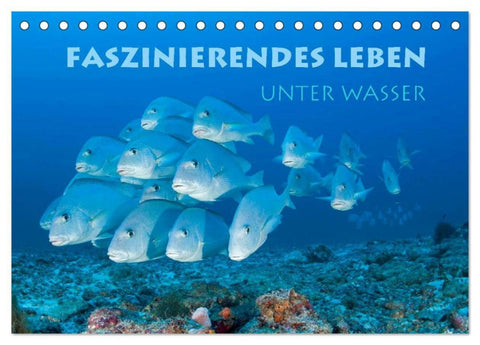 Faszinierendes Leben unter Wasser (Tischkalender 2026 DIN A5 quer), CALVENDO Monatskalender