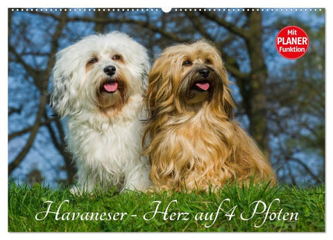 Havaneser - Herz auf 4 Pfoten (Wandkalender 2026 DIN A2 quer), CALVENDO Monatskalender