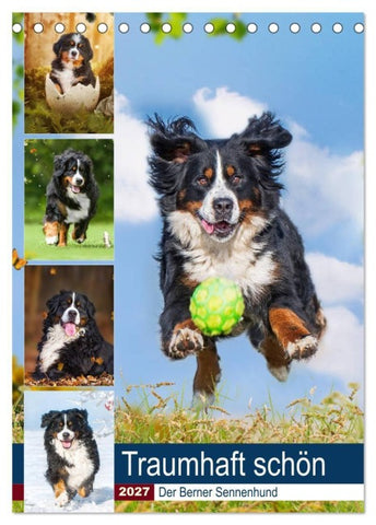 Traumhaft schön - Der Berner Sennenhund (Tischkalender 2027 DIN A5 hoch), CALVENDO Monatskalender