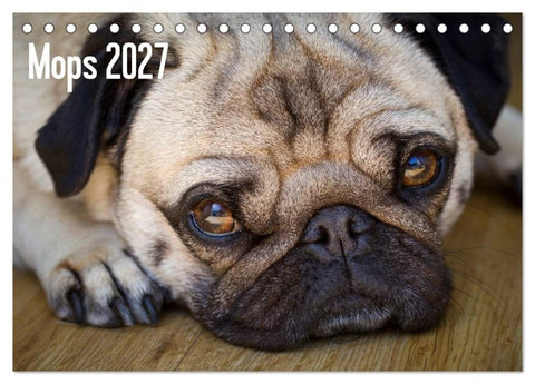 Mops 2027 (Tischkalender 2027 DIN A5 quer), CALVENDO Monatskalender