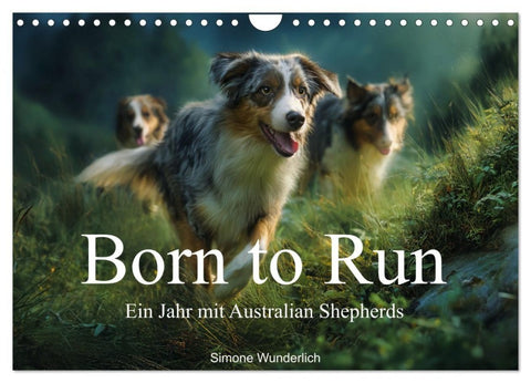 Born to run - Ein Jahr mit Australian Shepherds (Wandkalender 2027 DIN A4 quer), CALVENDO Monatskalender