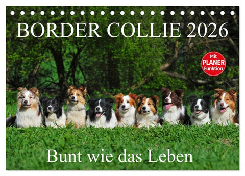 Border Collie 2026 (Tischkalender 2026 DIN A5 quer), CALVENDO Monatskalender