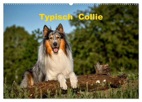 Typisch Collie (Wandkalender 2027 DIN A2 quer), CALVENDO Monatskalender