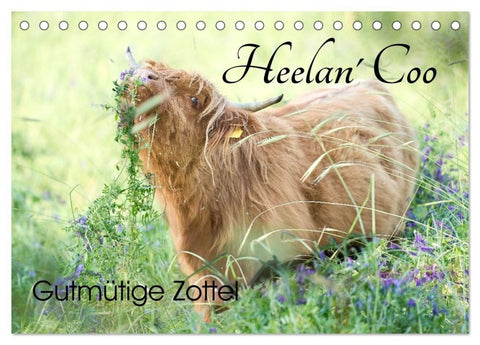 Heelan' Coo - Gutmütige Zottel (Tischkalender 2027 DIN A5 quer), CALVENDO Monatskalender
