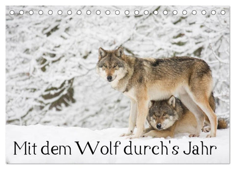 Mit dem Wolf durch's Jahr (Tischkalender 2027 DIN A5 quer), CALVENDO Monatskalender