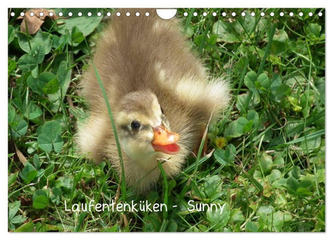 Laufentenküken - Sunny (Wandkalender 2027 DIN A4 quer), CALVENDO Monatskalender