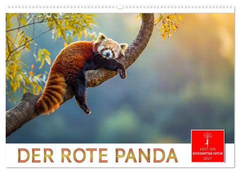 Der Rote Panda (Wandkalender 2027 DIN A2 quer), CALVENDO Monatskalender