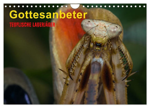 Gottesanbeter - Teuflische Lauerjäger (Wandkalender 2027 DIN A4 quer), CALVENDO Monatskalender