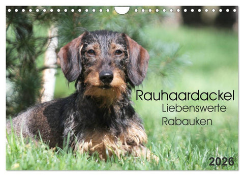 Liebenswerte Rabauken - Rauhaardackel (Wandkalender 2026 DIN A4 quer), CALVENDO Monatskalender