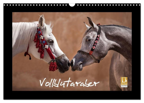 Vollblutaraber (Wandkalender 2027 DIN A3 quer), CALVENDO Monatskalender