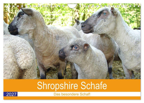 Shropshire Schafe (Wandkalender 2027 DIN A4 quer), CALVENDO Monatskalender