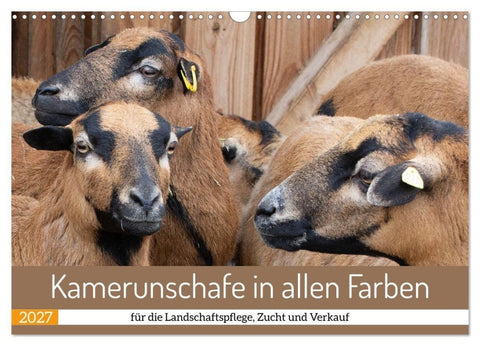 Kamerunschafe in allen Farben (Wandkalender 2027 DIN A3 quer), CALVENDO Monatskalender