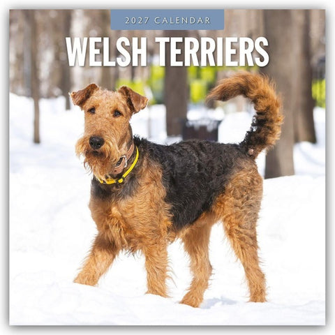 Welsh Terriers – Welsh Terrier 2027 – 16-Monatskalender