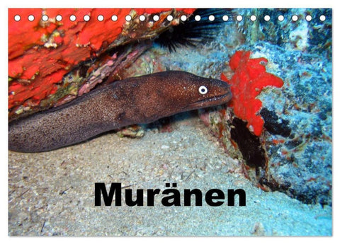 Muränen (Tischkalender 2027 DIN A5 quer), CALVENDO Monatskalender