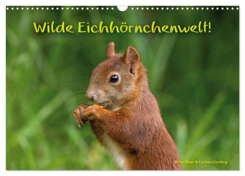 Wilde Eichhörnchenwelt! (Wandkalender 2027 DIN A3 quer), CALVENDO Monatskalender