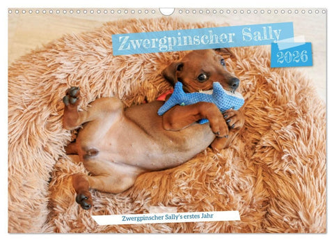 Zwergpinscher Sally's erstes Jahr (Wandkalender 2026 DIN A3 quer), CALVENDO Monatskalender
