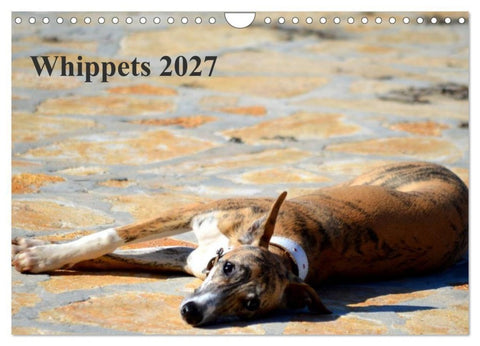 Whippet 2027 (Wandkalender 2027 DIN A4 quer), CALVENDO Monatskalender