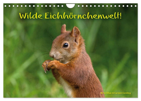 Wilde Eichhörnchenwelt! (Wandkalender 2026 DIN A4 quer), CALVENDO Monatskalender