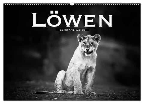 Löwen schwarz weiß (Wandkalender 2026 DIN A2 quer), CALVENDO Monatskalender