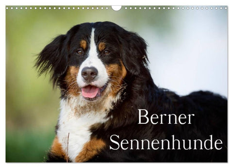 Berner Sennenhunde (Wandkalender 2026 DIN A3 quer), CALVENDO Monatskalender