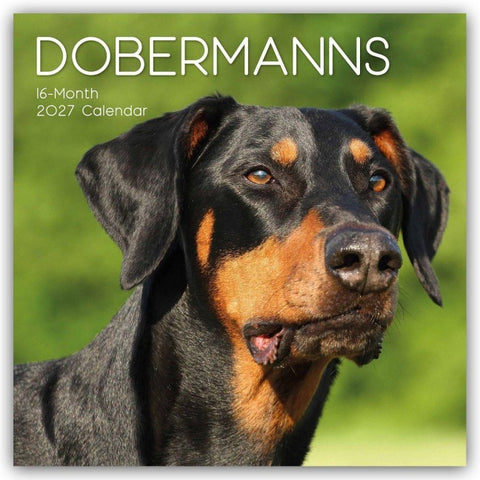 Dobermans – Dobermann 2027 – 16-Monatskalender