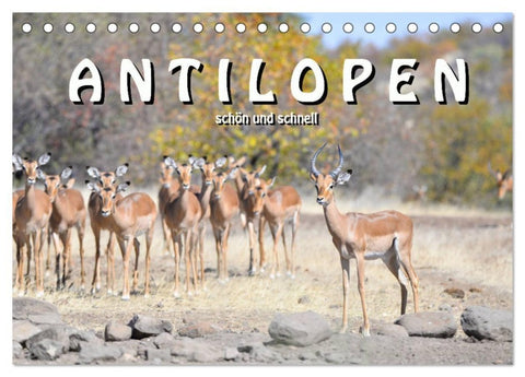 Antilopen, schön und schnell (Tischkalender 2027 DIN A5 quer), CALVENDO Monatskalender
