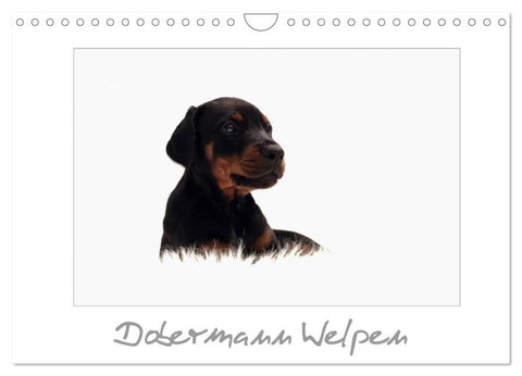 Dobermann Welpen (Wandkalender 2027 DIN A4 quer), CALVENDO Monatskalender
