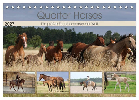 Quarter Horses - Die größte Zuchtbuchrasse der Welt (Tischkalender 2027 DIN A5 quer), CALVENDO Monatskalender
