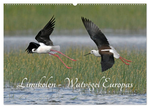 Limikolen - Watvögel Europas (Wandkalender 2026 DIN A2 quer), CALVENDO Monatskalender