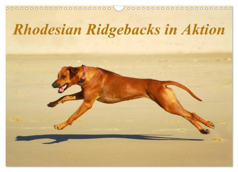 Rhodesian Ridgebacks in Aktion (Wandkalender 2027 DIN A3 quer), CALVENDO Monatskalender