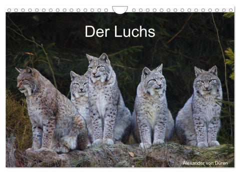 Der Luchs (Wandkalender 2026 DIN A4 quer), CALVENDO Monatskalender