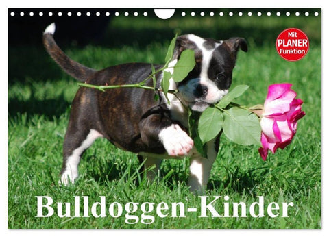 Bulldoggen-Kinder (Wandkalender 2027 DIN A4 quer), CALVENDO Monatskalender