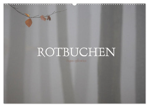 Rotbuchen (Wandkalender 2026 DIN A2 quer), CALVENDO Monatskalender