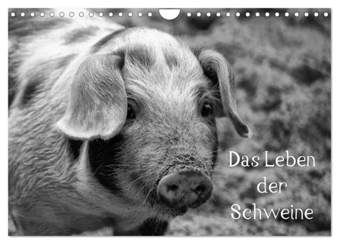 Das Leben der Schweine (Wandkalender 2027 DIN A4 quer), CALVENDO Monatskalender