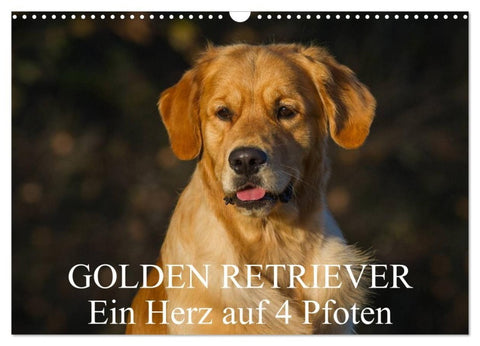 Golden Retriever - Ein Herz auf 4 Pfoten (Wandkalender 2027 DIN A3 quer), CALVENDO Monatskalender