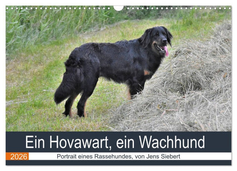 Ein Hovawart, ein Wachhund (Wandkalender 2026 DIN A3 quer), CALVENDO Monatskalender