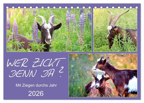 Wer zickt denn da? Mit Ziegen durchs Jahr (Tischkalender 2026 DIN A5 quer), CALVENDO Monatskalender