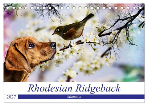 Rhodesian Ridgeback - Moments (Tischkalender 2027 DIN A5 quer), CALVENDO Monatskalender