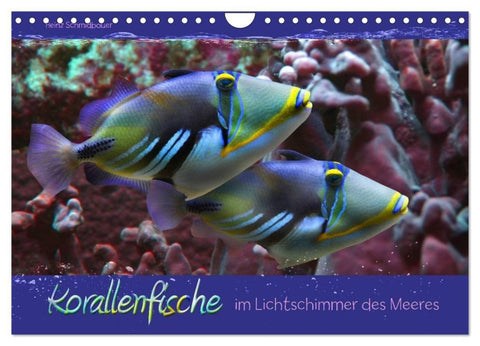 Korallenfische im Lichtschimmer des Meeres (Wandkalender 2027 DIN A4 quer), CALVENDO Monatskalender