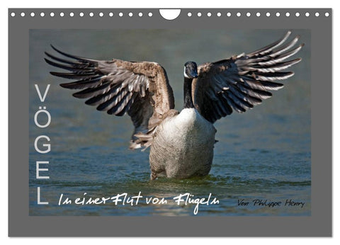 VÖGEL (Wandkalender 2026 DIN A4 quer), CALVENDO Monatskalender