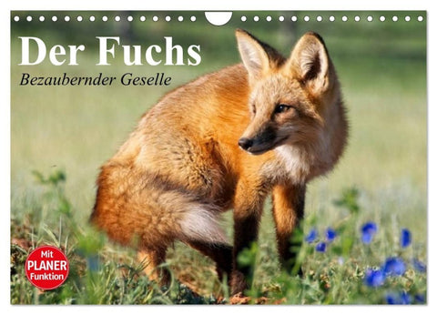 Der Fuchs. Bezaubernder Geselle (Wandkalender 2027 DIN A4 quer), CALVENDO Monatskalender