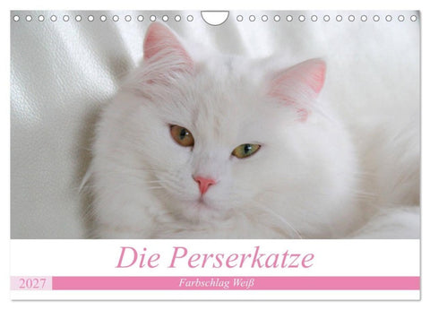Die Perserkatze - Farbschlag Weiß (Wandkalender 2027 DIN A4 quer), CALVENDO Monatskalender