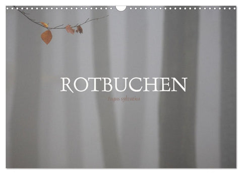 Rotbuchen (Wandkalender 2027 DIN A3 quer), CALVENDO Monatskalender