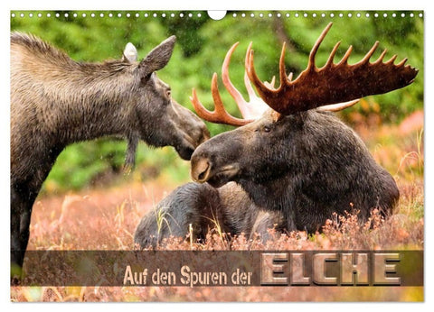Auf den Spuren der Elche (Wandkalender 2027 DIN A3 quer), CALVENDO Monatskalender