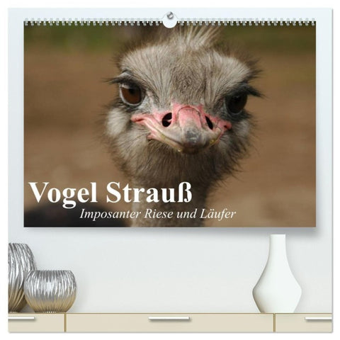 Vogel Strauß. Imposanter Riese und Läufer (hochwertiger Premium Wandkalender 2027 DIN A2 quer), Kunstdruck in Hochglanz