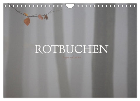Rotbuchen (Wandkalender 2027 DIN A4 quer), CALVENDO Monatskalender