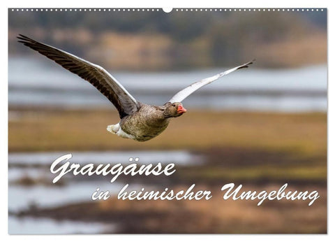 Graugänse in heimischer Umgebung (Wandkalender 2027 DIN A2 quer), CALVENDO Monatskalender