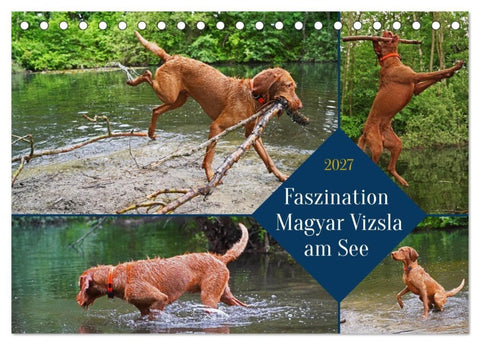 Faszination Magyar Vizsla am See (Tischkalender 2027 DIN A5 quer), CALVENDO Monatskalender