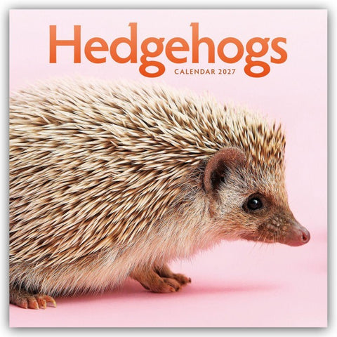 Hedgehogs – Igel 2027 – Wand-Kalender