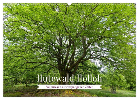 Hutewald Halloh - Baumriesen aus vergangenen Zeiten (Wandkalender 2027 DIN A2 quer), CALVENDO Monatskalender